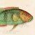 Illustration Contemporary Reproduction of Vintage Fish (4) Art Print, Framed For Sale - Image 3 of 5