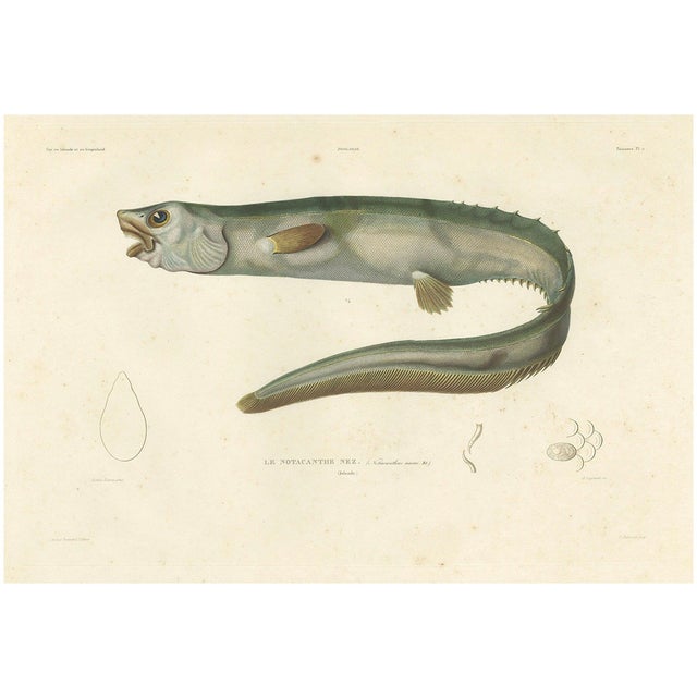 Deep-Sea Spiny Eel, 1845, Paper For Sale