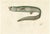 Deep-Sea Spiny Eel, 1845, Paper For Sale