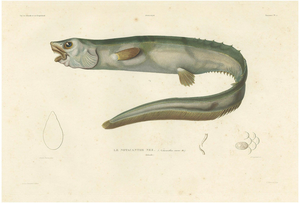 Deep-Sea Spiny Eel, 1845, Paper