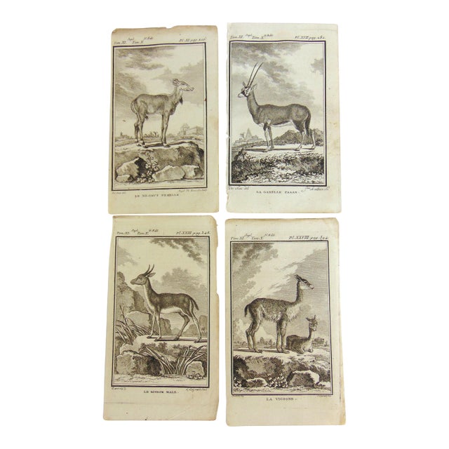 Set of 4 Antique Copper Plate Engravings Prints Buffon 1782 For Sale