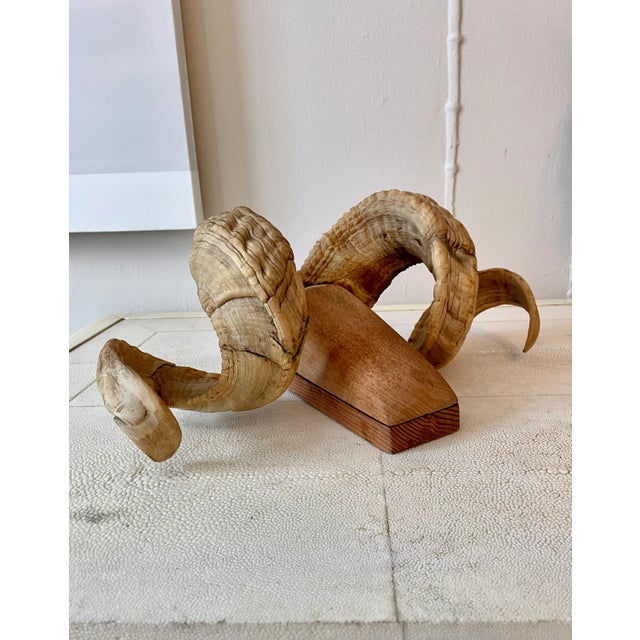 Mid 20th Century Folk Art Ram's Horn Wall Mount For Sale - Image 10 of 13