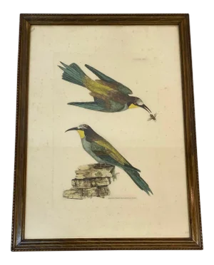 Prideaux John Selby "Bee Eaters European M&f" Hand Colored Etching C.1820s