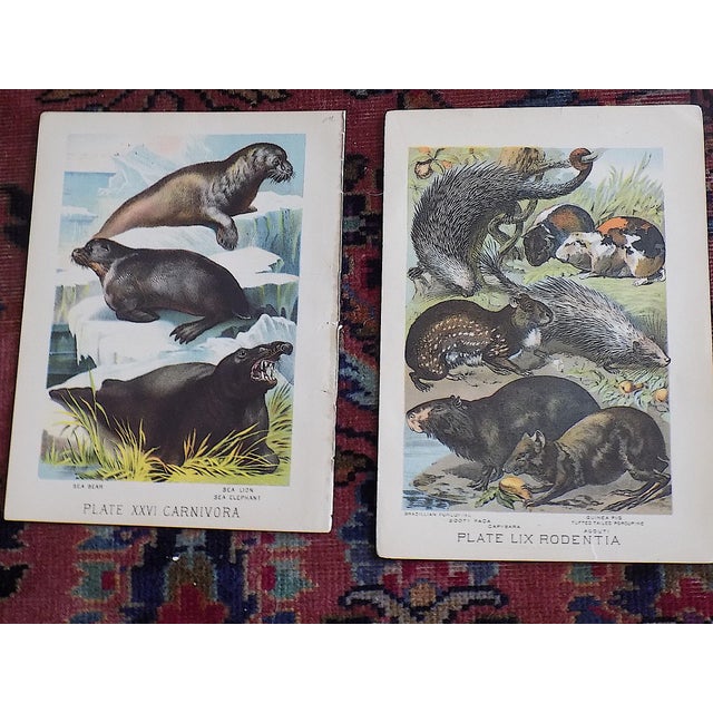 Printmaking Materials Antique 19th Century Animal/Mammal Lithographs - Set of 13 For Sale - Image 7 of 9