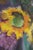 Pair of Oil on Canvas of Still Life Sunflowers - Signed For Sale - Image 11 of 17