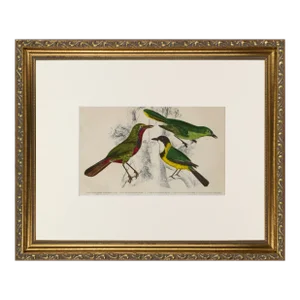 19th Century English Hand Colored Bird Engraving by Goldsmith