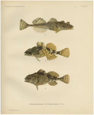 Wilhelm von Wright, Fourhorn Sculpin and Long-Spined Bullhead, 1895, Lithograph on Paper