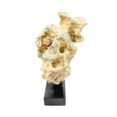 Indonesian Coral Stone On Teak Stand For Sale - Image 4 of 5