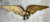 Vintage Gold Painted Metal Eagle Wall Sculpture For Sale - Image 17 of 17