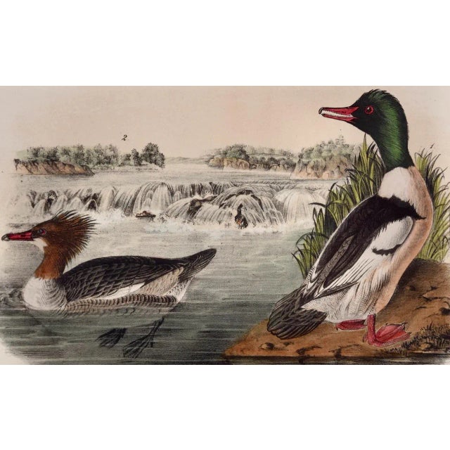 This is an original John James Audubon hand-colored lithograph entitled "Buff-breasted Merganser Goosander, 1. Male 2....