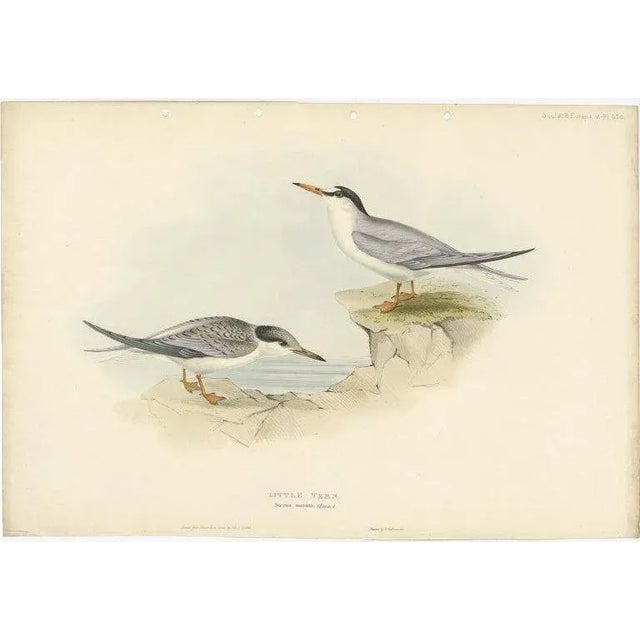 Early 19th Century Gould, Little Tern, 1832, Paper For Sale - Image 5 of 5