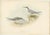 Early 19th Century Gould, Little Tern, 1832, Paper For Sale - Image 5 of 5