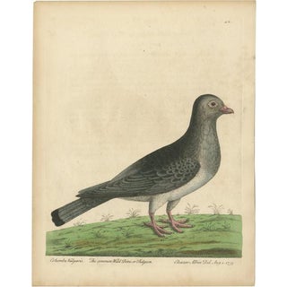 Albin, Common Pigeon, 1740, Print For Sale