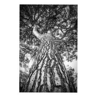 Paul Cooklin, Rome Italy 00266, Edition of 50 For Sale