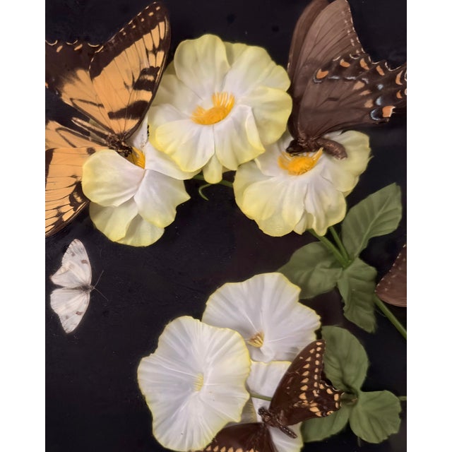 Vintage Italian-Framed Butterfly Specimen Shadowbox, Ronchetti of ...