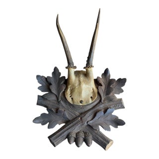 Roe Deer Trophy 230 Black Forest Antlers For Sale