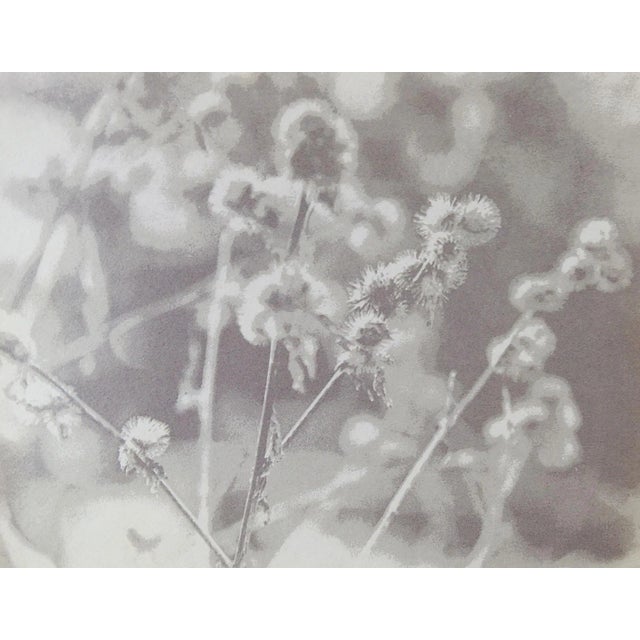 Late 20th Century Eric Weller Gray Tonal Botanical Photograph For Sale