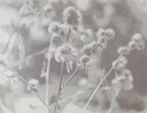 Late 20th Century Eric Weller Gray Tonal Botanical Photograph