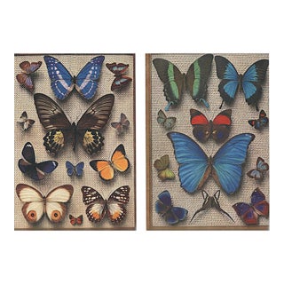 1934 Set of 2 Vintage French Butterfly Prints, Matted For Sale