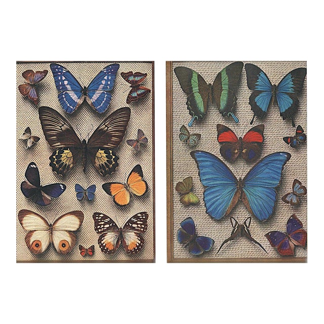 1934 Set of 2 Vintage French Butterfly Prints, Matted For Sale