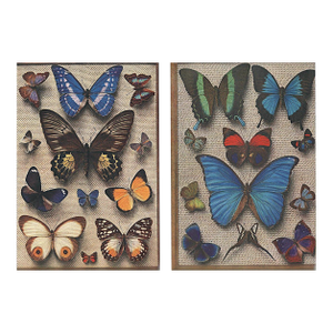 1934 Set of 2 Vintage French Butterfly Prints, Matted