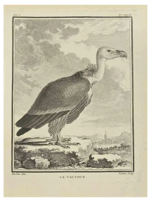 F. Hubert, Le Vautour, Etching, 1771