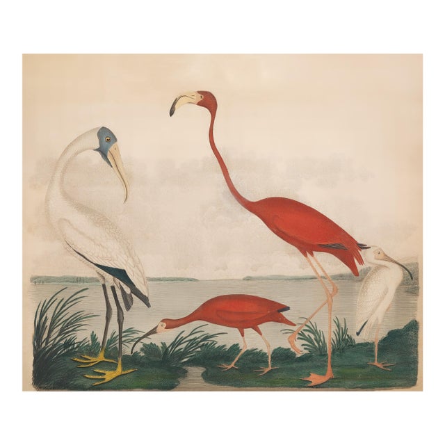 Vintage Flamingo Print, Large Horizontal – 50" X 40" For Sale