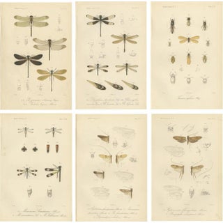 P. W. M. Trap, Sumatra Dragonfly and Insect Fauna Studies, 1887, Lithographs on Paper, Set of 6 For Sale