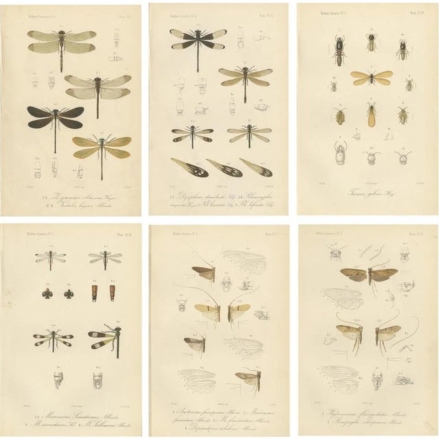 P. W. M. Trap, Sumatra Dragonfly and Insect Fauna Studies, 1887, Lithographs on Paper, Set of 6 For Sale
