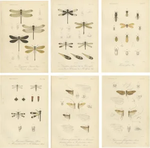 P. W. M. Trap, Sumatra Dragonfly and Insect Fauna Studies, 1887, Lithographs on Paper, Set of 6