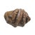 Large Faux Giant Clam Shell Centerpiece Bowl For Sale - Image 15 of 16