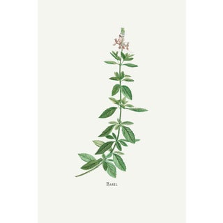 Basil Herb by Redouté, Vintage Botanical Art Print, 32" X 48" For Sale