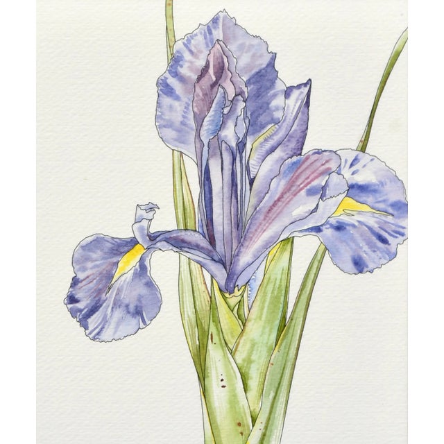 Realism Iris For Sale - Image 3 of 6