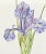 Realism Iris For Sale - Image 3 of 6