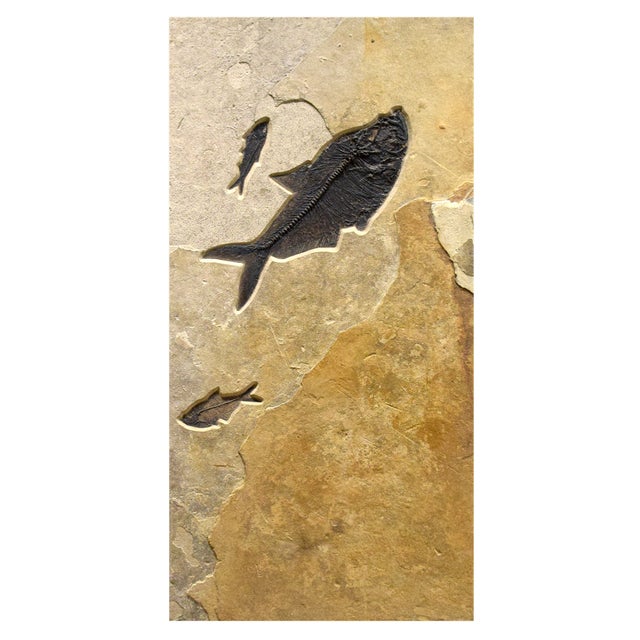 Fossil Fish Triptych 8006abc For Sale - Image 4 of 8