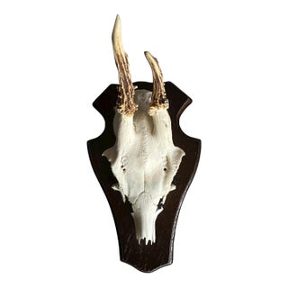 1990s Roe Deer Trophy 6 Black Forest Antlers Mount Abnormal For Sale
