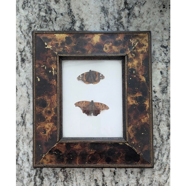 Vintage Taxidermy Butterflies Framed in an Oil Drop Frame For Sale - Image 14 of 14