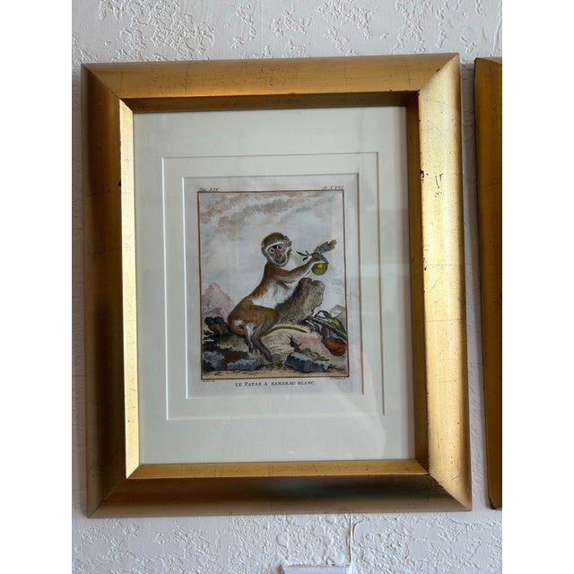 Charming pair of 18th century French hand colored engravings on paper, depicting monkey species as seen by the...