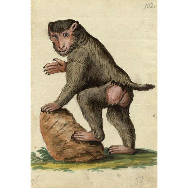 Leopold Billek, Baboon Monkey, Original Gouache Painting, 1820 For Sale