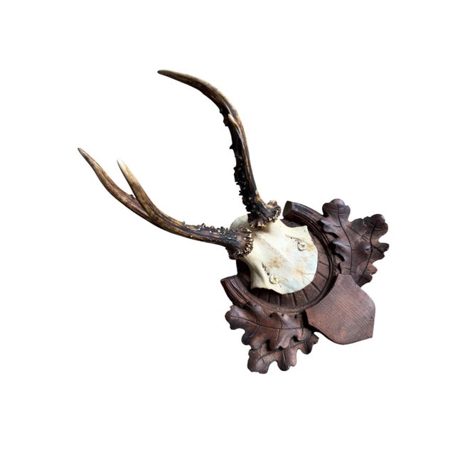 Roe deer trophy mountd on a wood plaque with oak leaves and acorns.