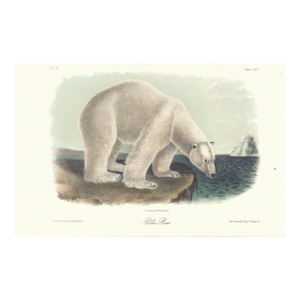 1851 Audubon Quadruped Octavo Lithograph "Plate 91 Polar Bear"