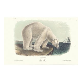 1851 Audubon Quadruped Octavo Plate 91 Polar Bear Reproduction Print For Sale