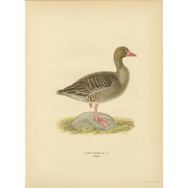 Vintage Scandinavian Ornithology Lithographs, 1929, Set of 6 For Sale - Image 3 of 9