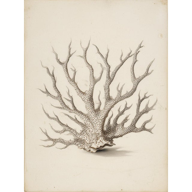 Coastal White Coral Botanical Fine Art Print No. 4 - Natural History Coastal Illustration | Neutral Color Palette For Sale - Image 3 of 3