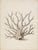 Coastal White Coral Botanical Fine Art Print No. 4 - Natural History Coastal Illustration | Neutral Color Palette For Sale - Image 3 of 3