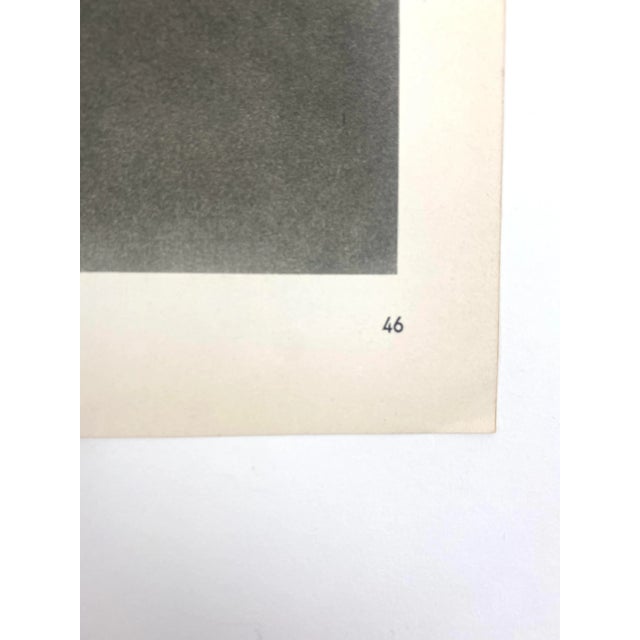 Photorealism 1940s Framed Botanical Blossfeldt Print - No. 46 For Sale - Image 3 of 5