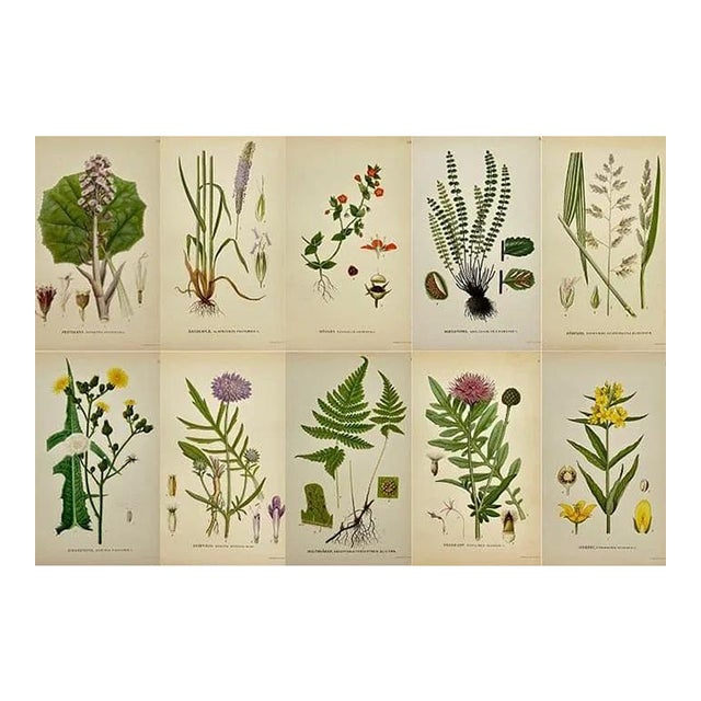 Early 19th Century James Sowerby Botanical Prints – Yellow Sedge and Pale Sedge, Set of 10 For Sale