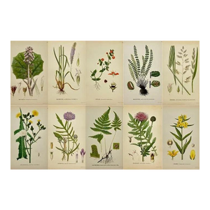 Early 19th Century James Sowerby Botanical Prints – Yellow Sedge and Pale Sedge, Set of 10