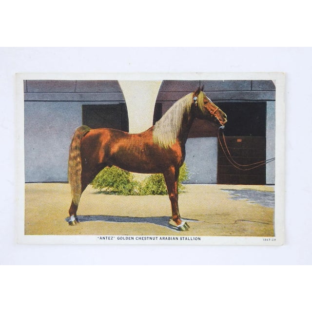 Rustic Vintage Kellogg Arabian Horse Antez Postcard Print For Sale - Image 3 of 4