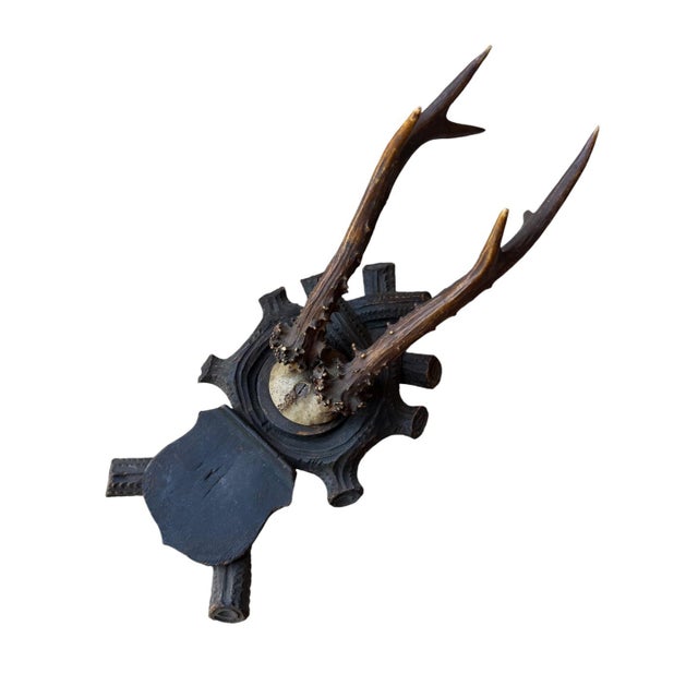 Roe Deer Trophy 105, Black Forest Antlers For Sale - Image 4 of 5